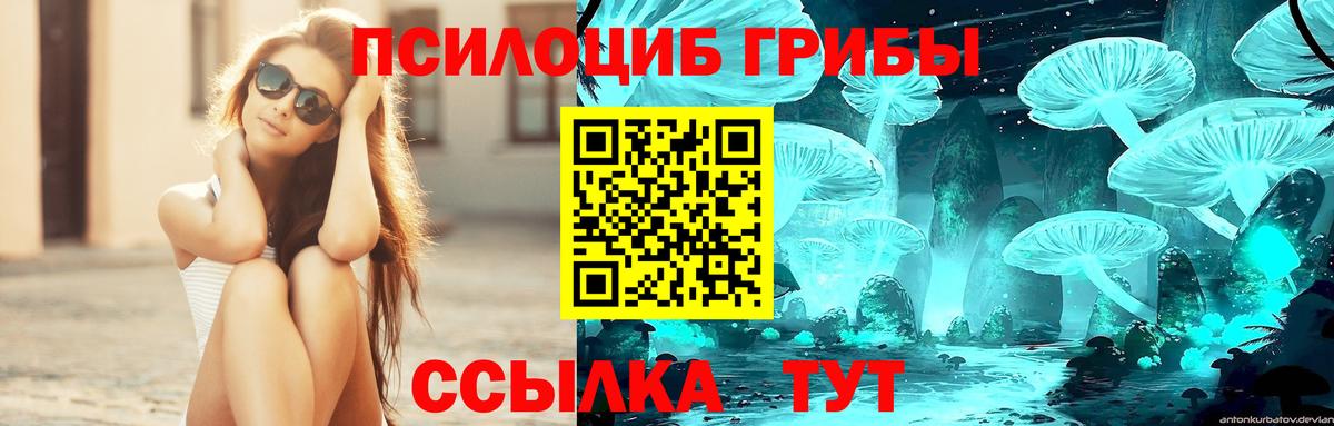 Псилоцибиновые грибы Psilocybe Новошахтинск